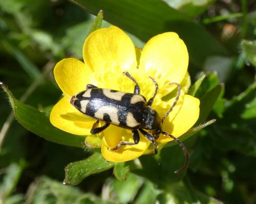 Brachyta borni